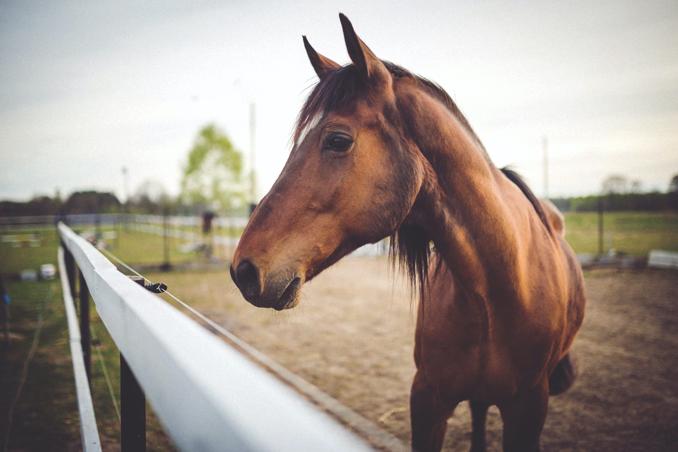 O que fazer em uma situação que o cavalo pula com você em cima